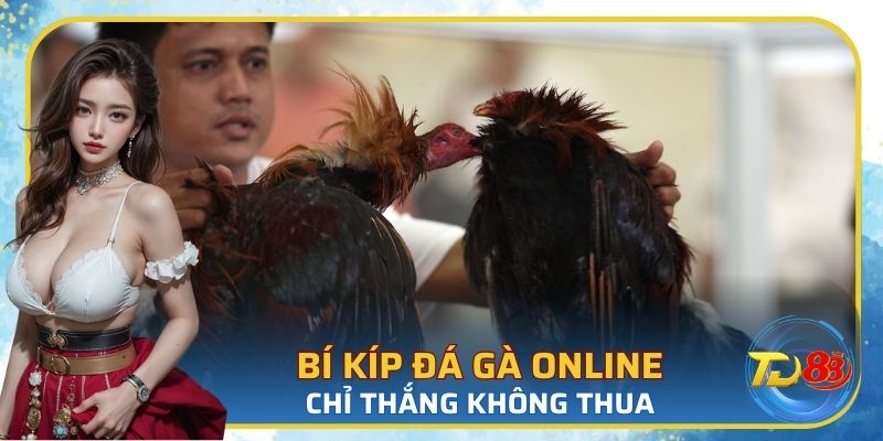 Bí kíp chinh phục chọi kê trực tuyến cực kỳ hiệu quả