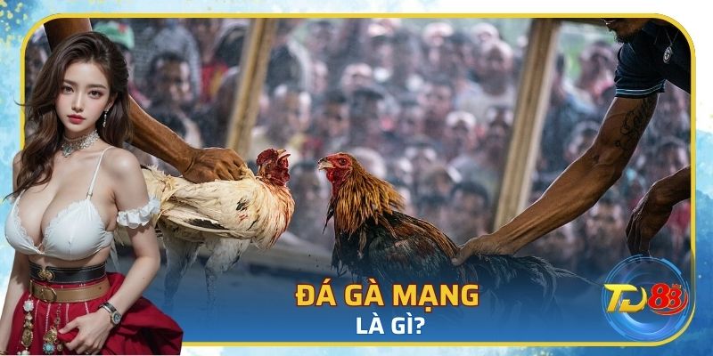 Đôi điều về đá gà mạng