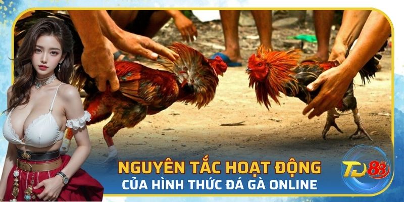 Phương thức hoạt động của chọi kê online