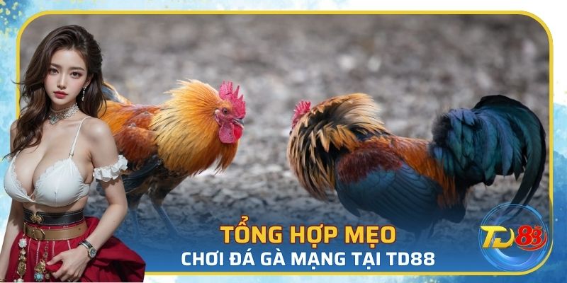 Tổng hợp mẹo chơi đá gà mạng tại TD88